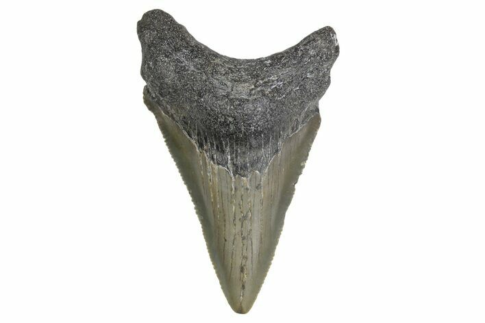 Serrated, Juvenile Megalodon Tooth - North Carolina #347127